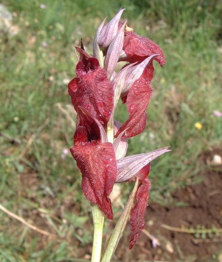 Serapias cordigera, S. vomeracea